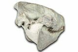 Fossil Oreodont (Merycoidodon) Skull - South Dakota #355528-7